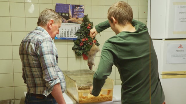 Ein Mann hält eine Ratte am Schwanz, ein anderer schaut zu. Ein Mann hält eine Ratte am Schwanz, ein anderer schaut zu.