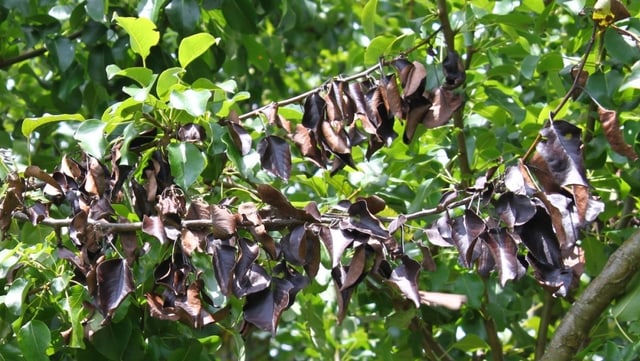 Schwarze Blätter Schwarze Blätter