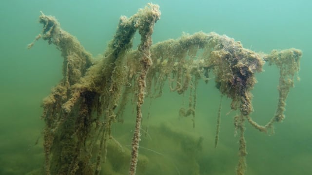 Lange Ranken von Algen am Seegrund Lange Ranken von Algen am Seegrund
