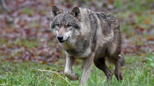 Wolf rennt Wolf rennt