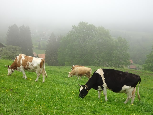 Kühe weiden auf der Wiese, die Wolken hänge tief.