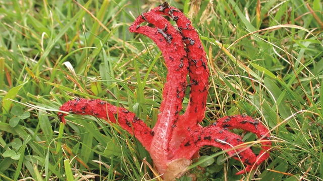 Der Tintentfischpilz (Clathrus archeri). Der Tintentfischpilz (Clathrus archeri).