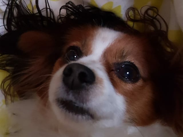 Ein Hund mit grossen treuen Augen.