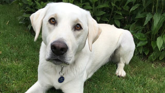 Treuherziger Labrador schaut sich das Regenwetter an. Treuherziger Labrador schaut sich das Regenwetter an.