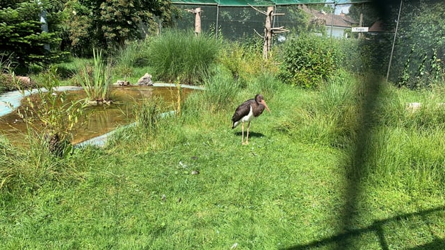 Schwarzer Storch steht auf Wiese in einem Gehege. Schwarzer Storch steht auf Wiese in einem Gehege.