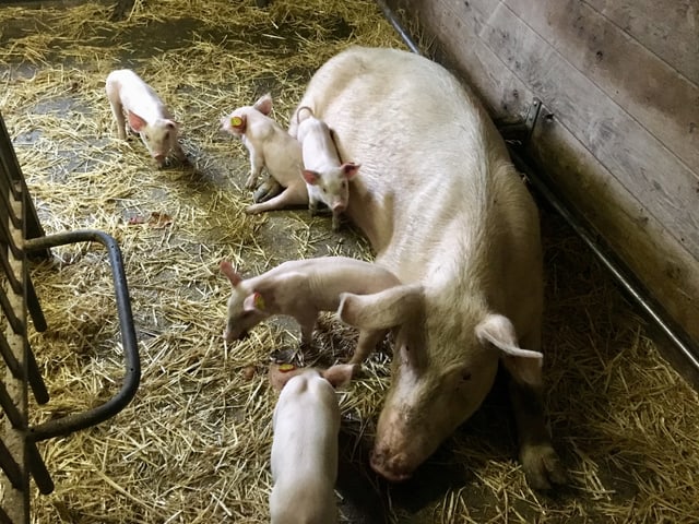 Eine Schweinemutter mit ihren Ferkeln. Eine Schweinemutter mit ihren Ferkeln.