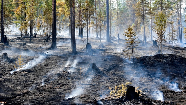 Qualmender Waldboden Qualmender Waldboden