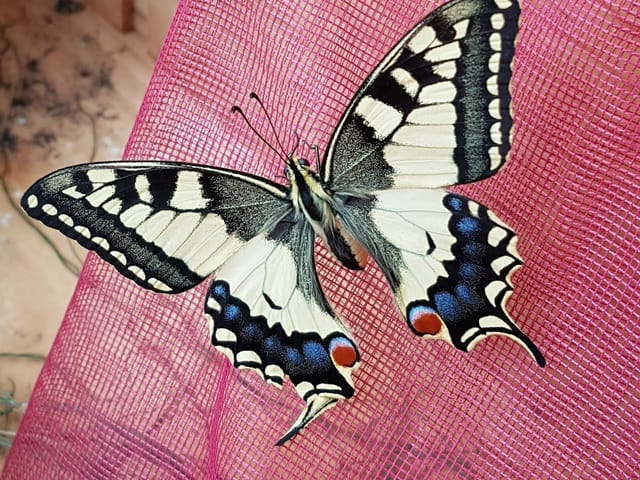 wunderschöner weissblauer Schmetterling.