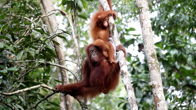 Orang-Utan-Weibchen mit Nachwuchs im Geäst Orang-Utan-Weibchen mit Nachwuchs im Geäst