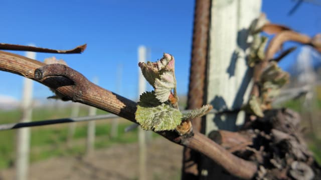 Tini Flepp ha en tut 300 nursas. Var 40 tocs èn sut Mumpé-Tujetsch. Tini Flepp ha en tut 300 nursas. Var 40 tocs èn sut Mumpé-Tujetsch.