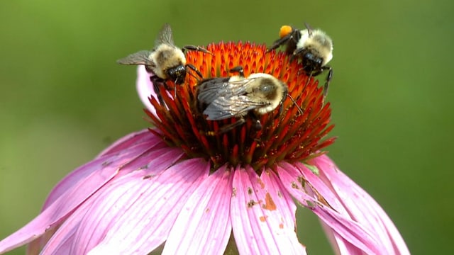 Bienen im US-Bundesstaat Washington. Bienen im US-Bundesstaat Washington.