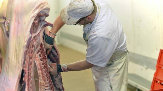 Ein Mann beim Verarbeiten eines Schweins im Schlachthaus. Ein Mann beim Verarbeiten eines Schweins im Schlachthaus.