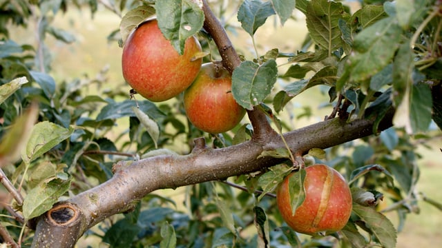 Apfelbaum mit reifen Früchten. Apfelbaum mit reifen Früchten.