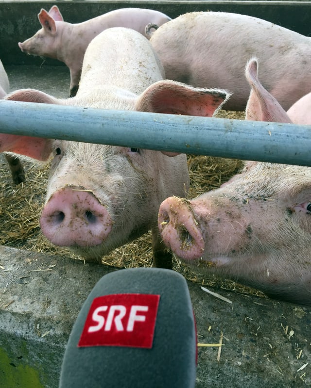 Schweine hinter Gatter, ein SRF-Mikrofon vor der Nase. Schweine hinter Gatter, ein SRF-Mikrofon vor der Nase.