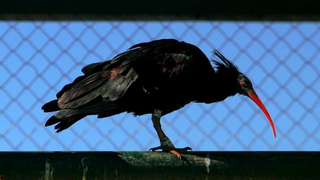 Waldrapp Waldrapp