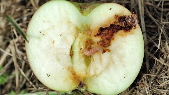 Ein Wurm tut sich an einem aufgeschnittenen, im Gras liegenden Apfel gütlich.