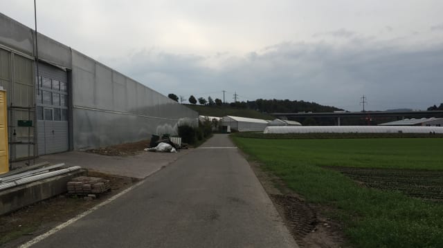 Folientunnel und offenes Gemüsefeld Folientunnel und offenes Gemüsefeld