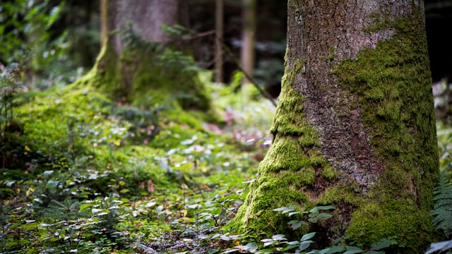 Wald und Baumstämme Wald und Baumstämme