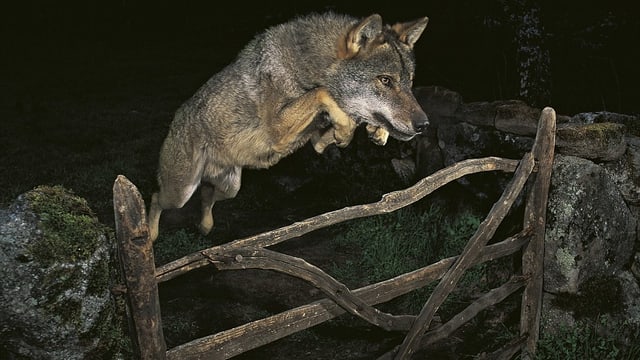 Ein Wolf springt über einen Holzzaun. Ein Wolf springt über einen Holzzaun.