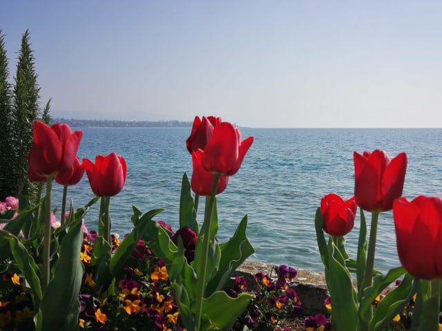 Rote Tulpen blühen am Ufer des Genfersees.