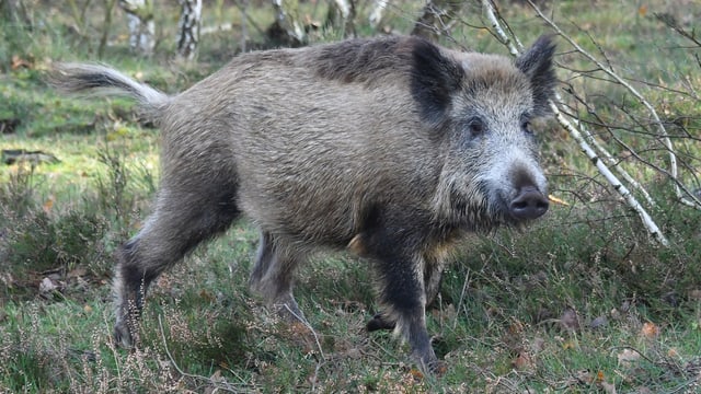 Ein Wildschwein. Ein Wildschwein.