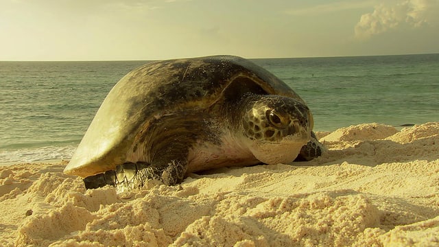 Video «Das Great Barrier Reef: Tierische Besucher aus aller Welt (3/3)» abspielen Video «Das Great Barrier Reef: Tierische Besucher aus aller Welt (3/3)» abspielen
