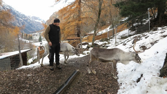 Züchter mit drei Rentieren im Schnee Züchter mit drei Rentieren im Schnee
