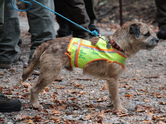 Ein junger Jagdhund.