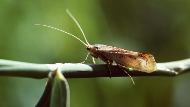 Köcherfliege auf einem Phlanzenstiel. Köcherfliege auf einem Phlanzenstiel.