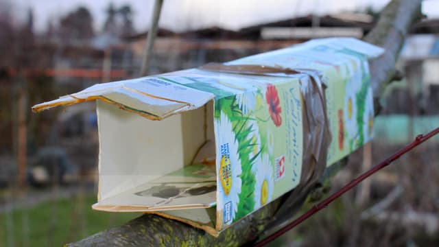 Eine aufgeschnittene Tetrapackung auf einem Ast dient als Vorbild für die neue Haselmausbrücke der Stadt Winterthur Eine aufgeschnittene Tetrapackung auf einem Ast dient als Vorbild für die neue Haselmausbrücke der Stadt Winterthur