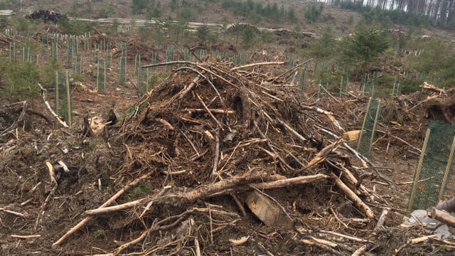Ein Haufen von abgestorbenem Holz umgeben von Baumsetzlingen. Ein Haufen von abgestorbenem Holz umgeben von Baumsetzlingen.