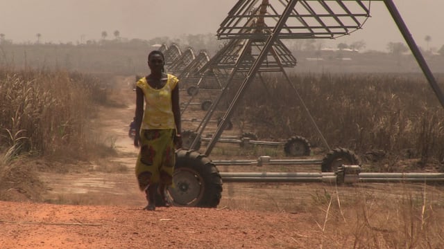 Person auf Feld in Sierra Leone. Person auf Feld in Sierra Leone.