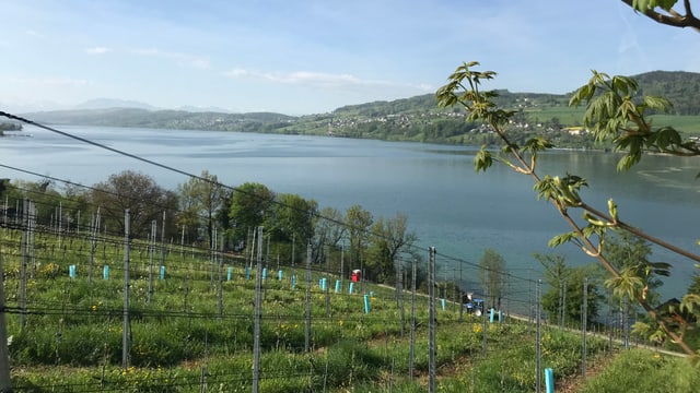 See, davor Reben See, davor Reben
