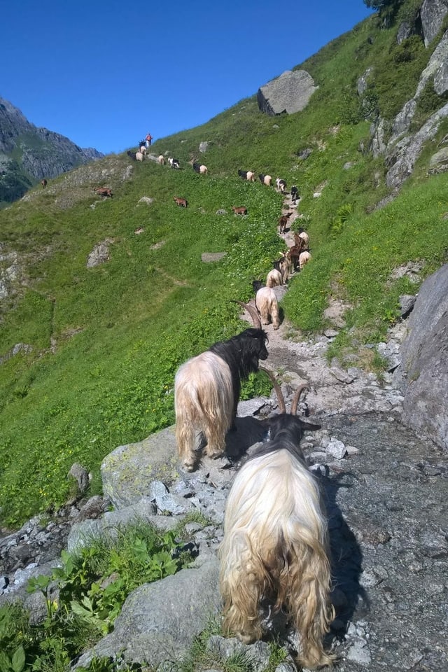 Ziegen auf der Göscheneralp von hinten fotografiert.