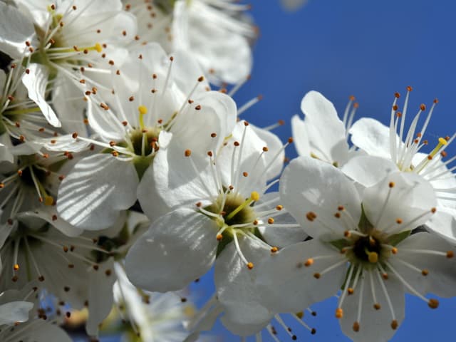 ein Zweig mit vielen weissen Blüten.