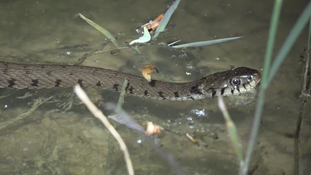 Ringelnatter, die im Wasser schwimmt und in die Kamera blickt Ringelnatter, die im Wasser schwimmt und in die Kamera blickt