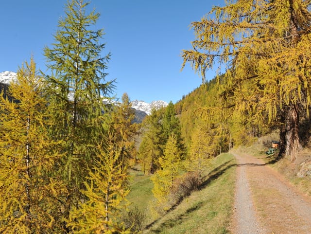 Verfärbte Lärchen unter blauem Himmel.