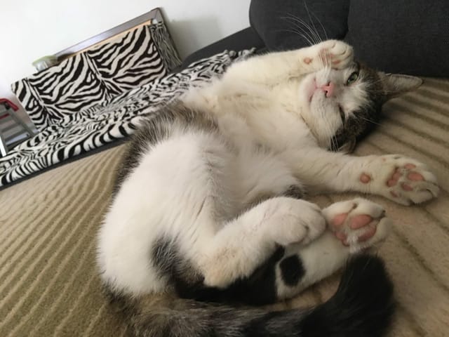 Eine Katze streckt ihre Pfoten entgegen.