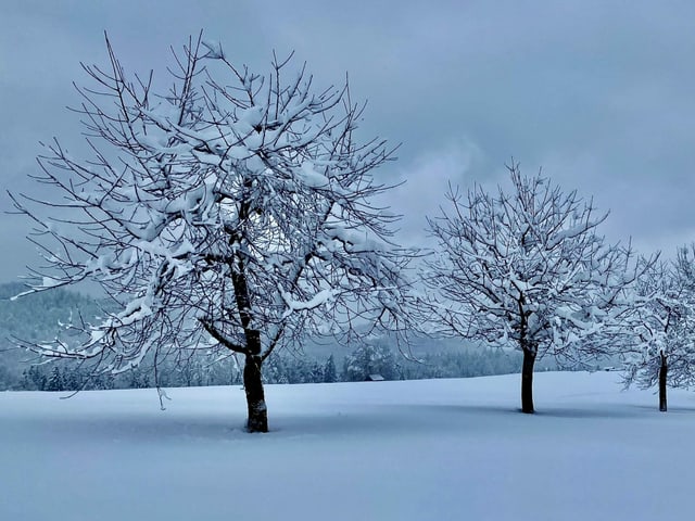 Baume in verschneiter Wiese
