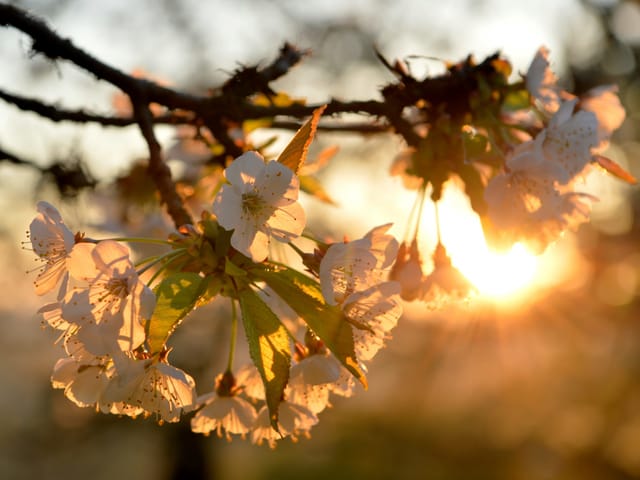 Grossaufnahme eines Astes mit Apfelblüte in weiss, alles im goldenen Gegenlicht aufgenommen.