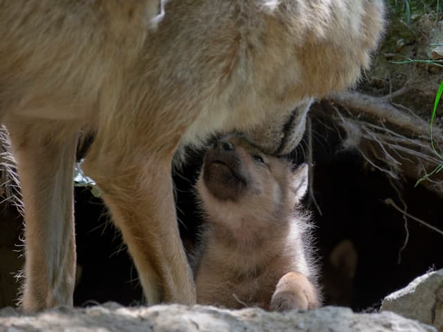 Die Wolfsmutter beim Liebkosen eines ihrer Welpen. Die Wolfsmutter beim Liebkosen eines ihrer Welpen.