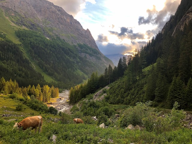Kühe auf der Alp.