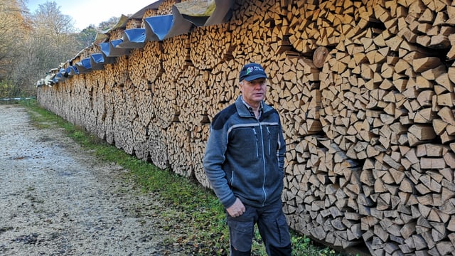 Gefälltes Holz Gefälltes Holz