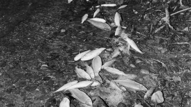 Tote Fische am Ufer eines Sees Tote Fische am Ufer eines Sees