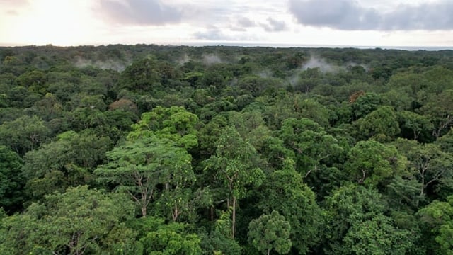 Rainforest in Gabon.