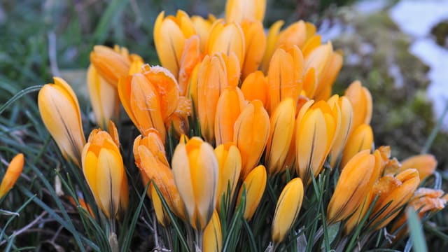 Orange Krokusse am Morgen mit Reif Orange Krokusse am Morgen mit Reif