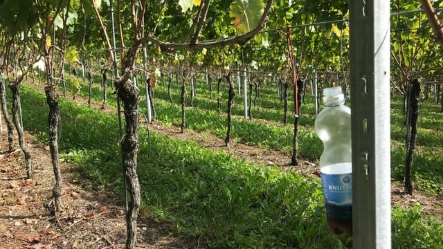 Wein Wein