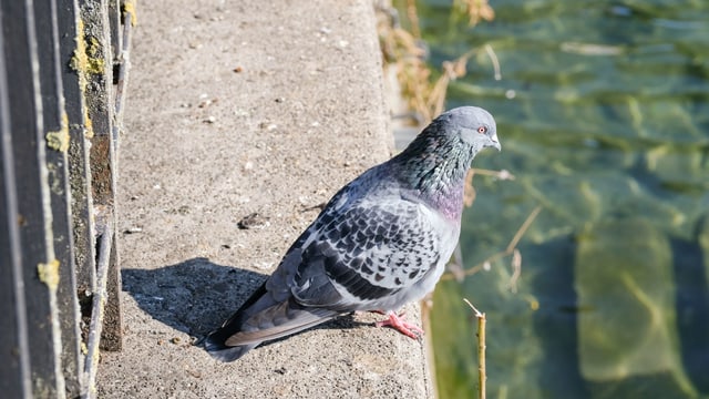Taube am Wasser. Taube am Wasser.
