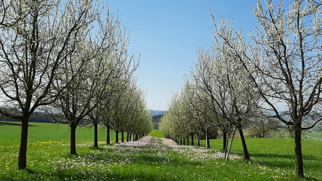 Blüten an Obstbäumen bei Buttisholz. Blüten an Obstbäumen bei Buttisholz.