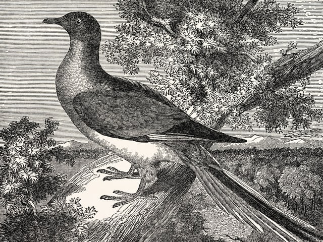 Die Wandertaube, hier auf einer detaillierten Zeichnung, wurde durch ihr endgültiges Verschwinden zum Symbol für den Raubbau an der Natur. Die Wandertaube, hier auf einer detaillierten Zeichnung, wurde durch ihr endgültiges Verschwinden zum Symbol für den Raubbau an der Natur.
